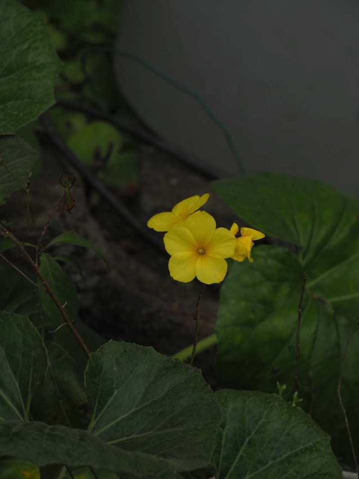 P4049014