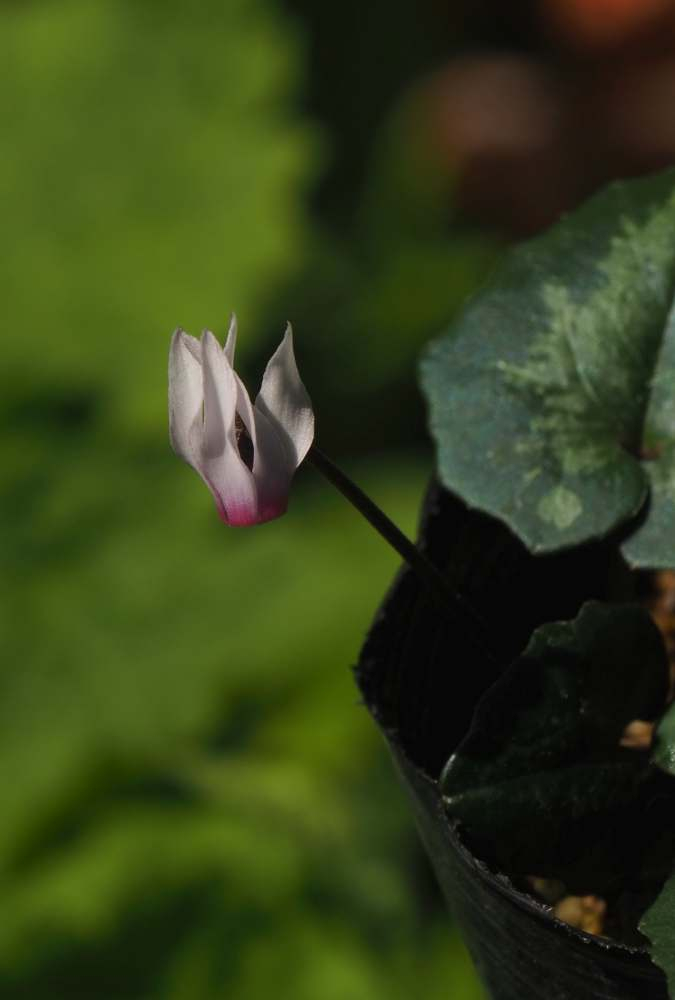 P4079149