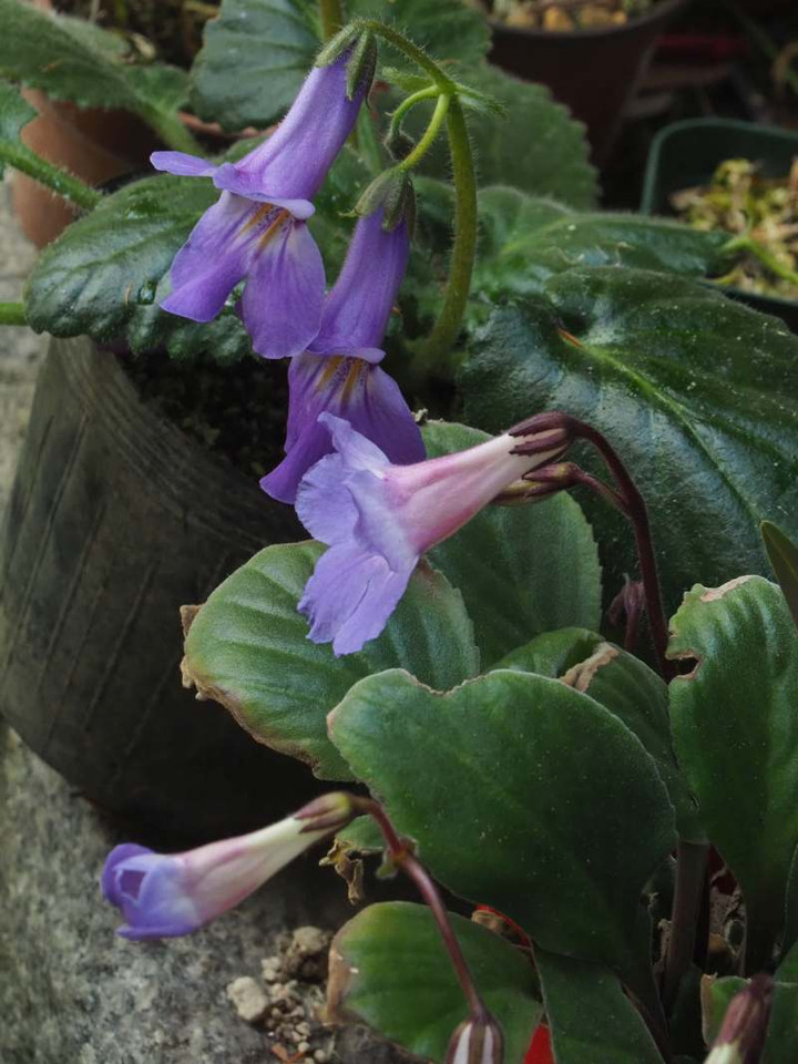 P4079152