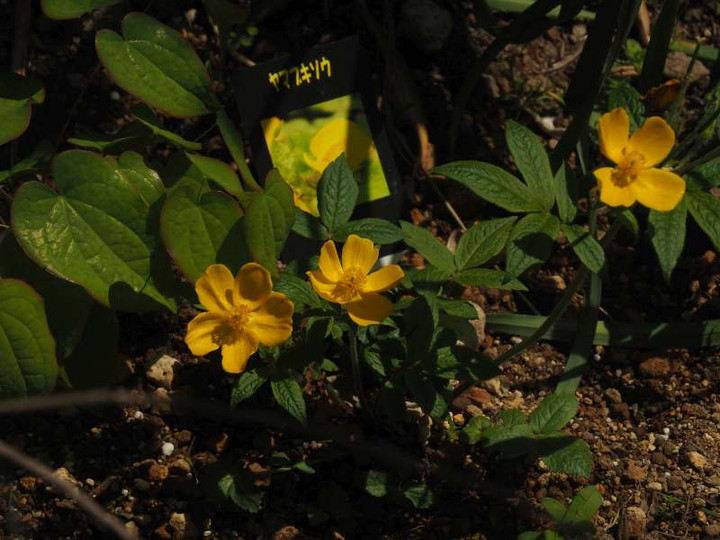 P4089479