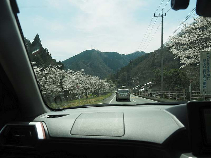 P3278498doutyuunosakura