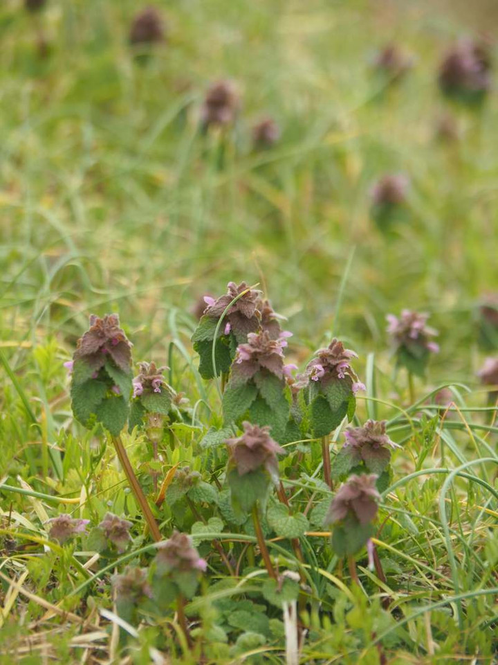 P3278501himeodorikosou