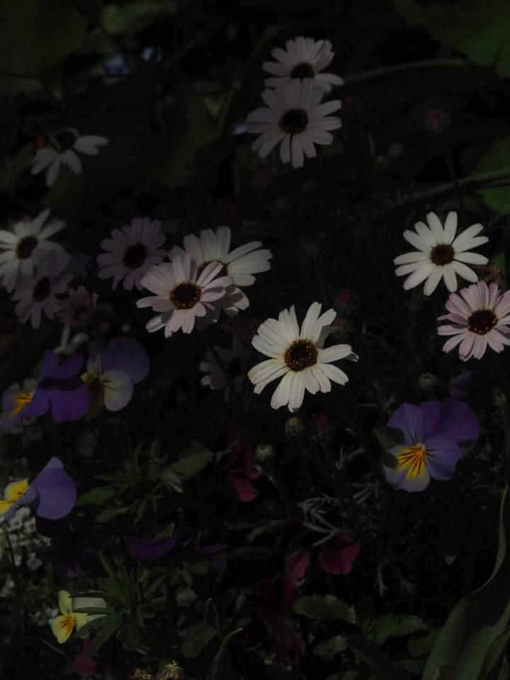P4129557