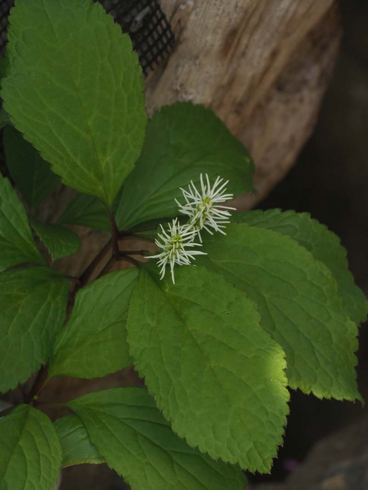 P4129558
