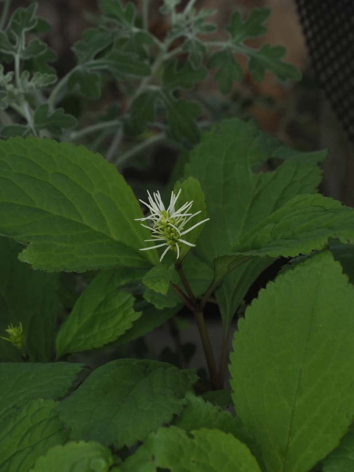 P4129559