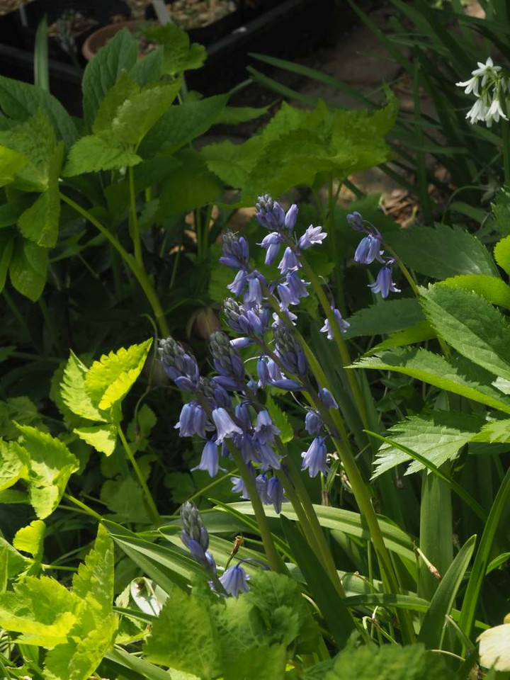 P4129562