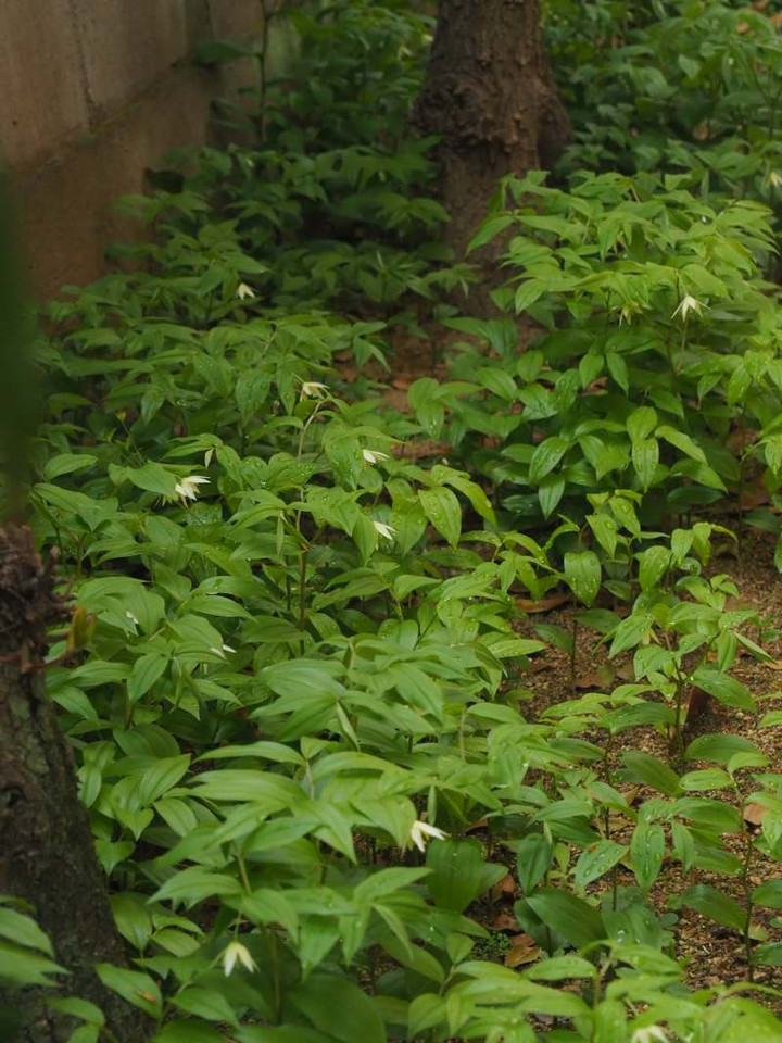 P4139568