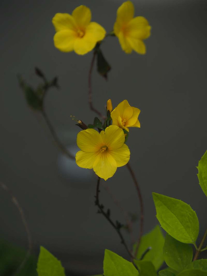 P4139577