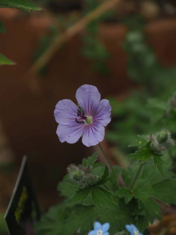 P4139586