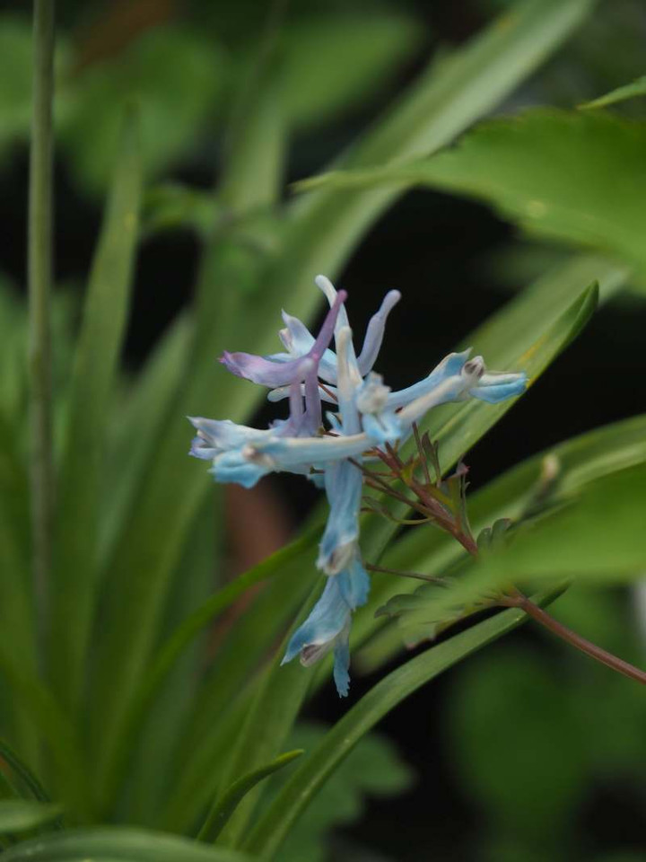 P4139587