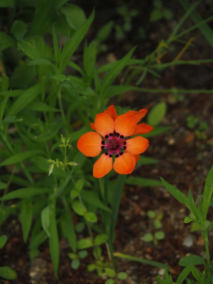 P4139597