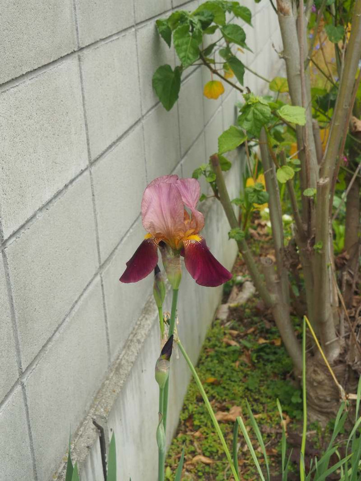 P4139604