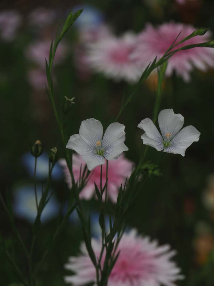 P4139608