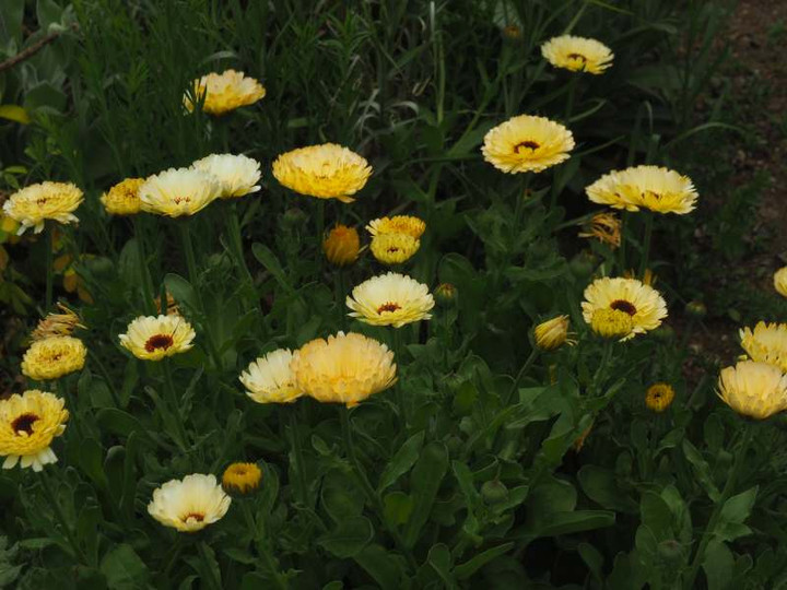 P4139613