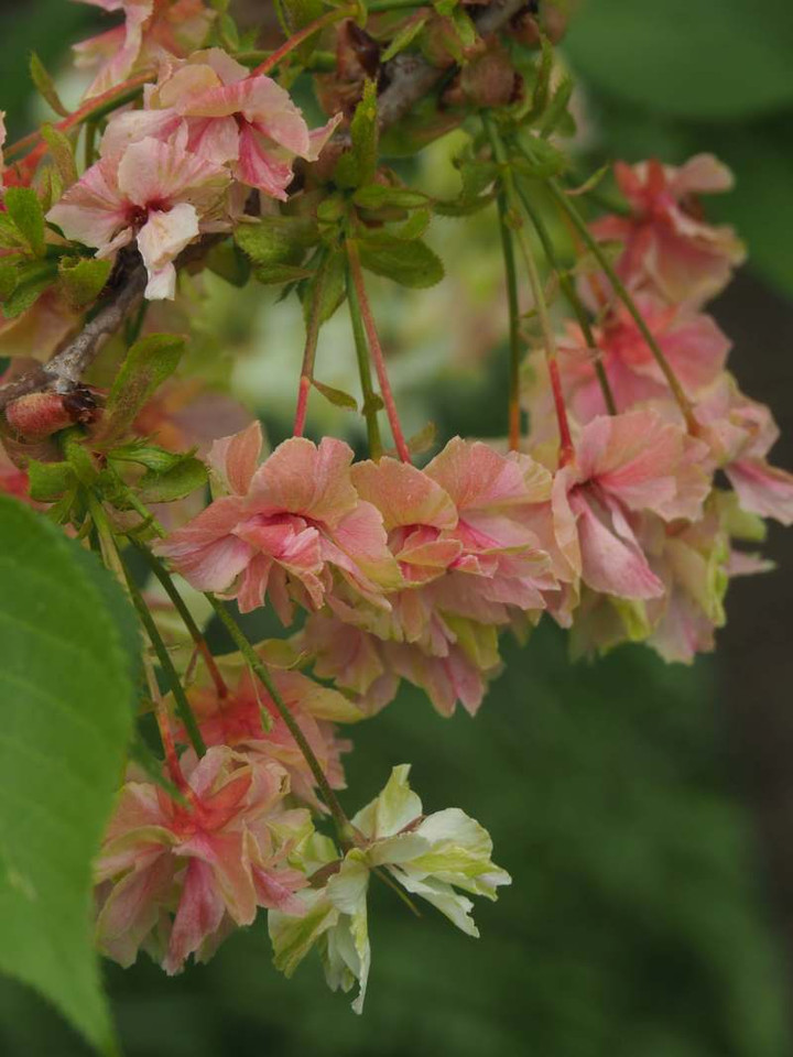 P4139621