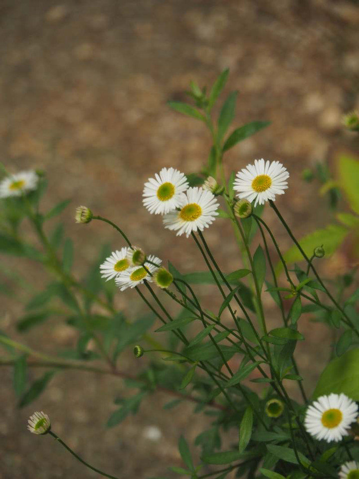 P4149639