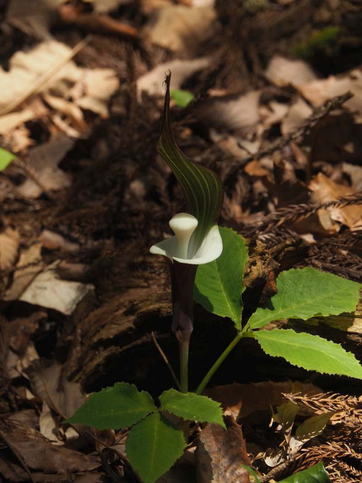 P4159676
