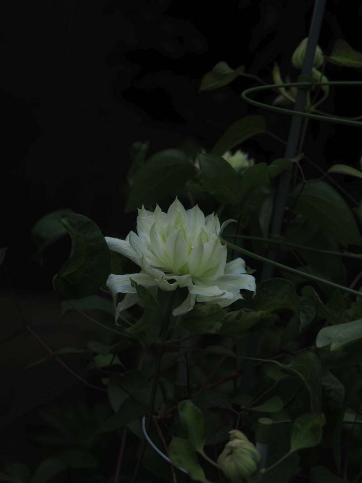 P4159917