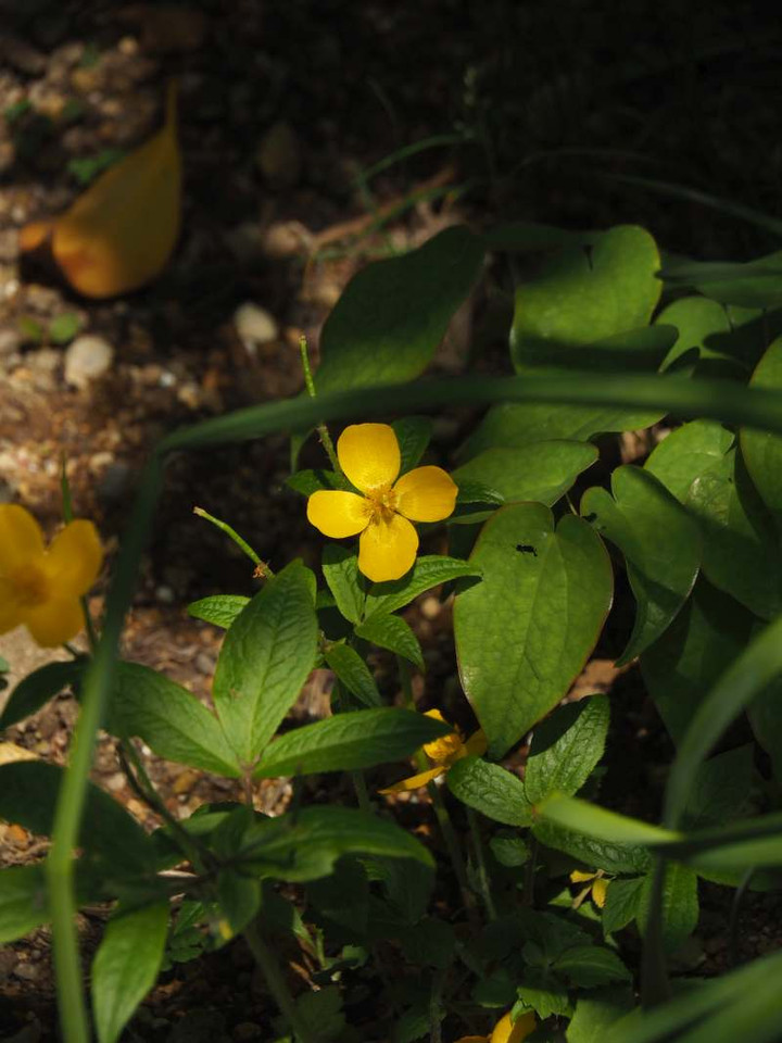 P4169680