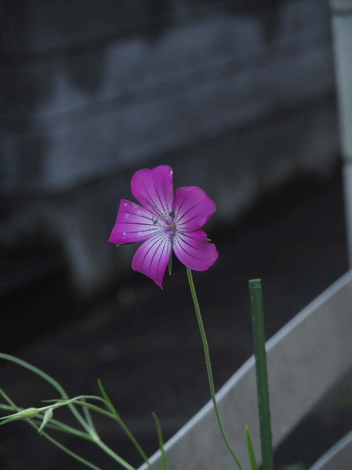 P4179693