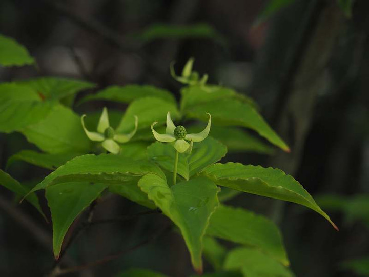 P4179698