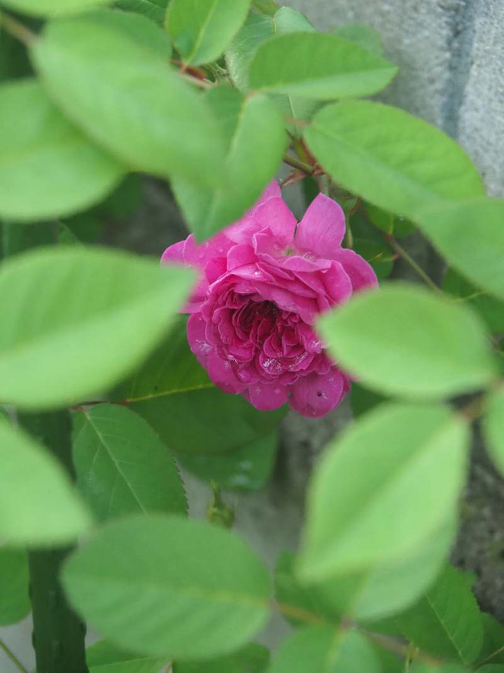 P4179699