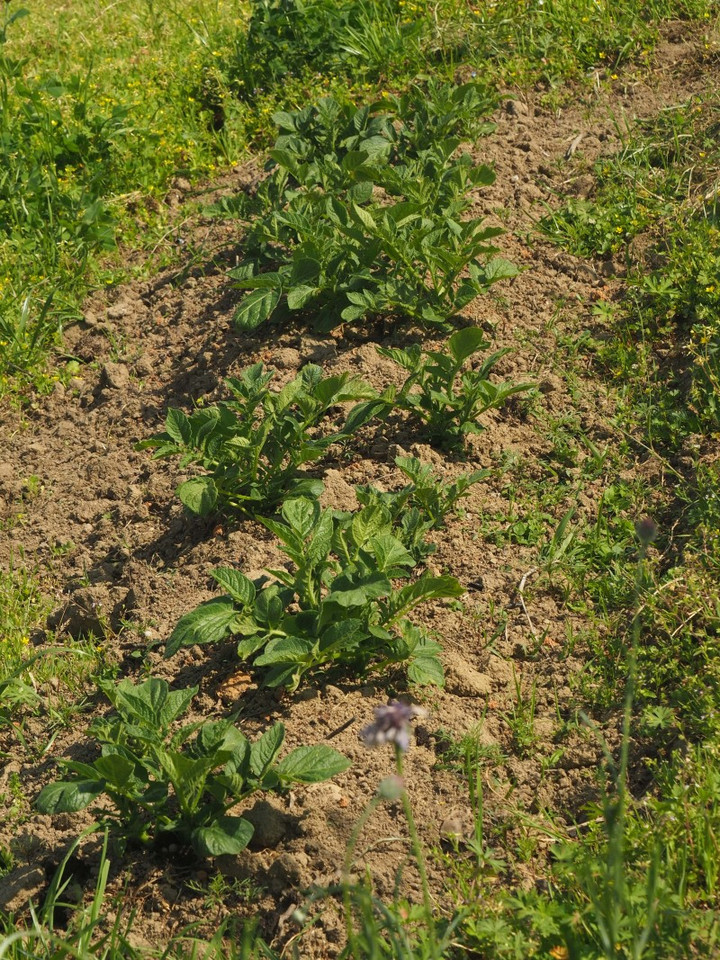 P4210027