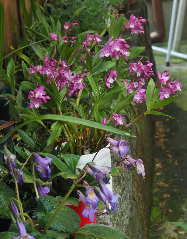 P4210055