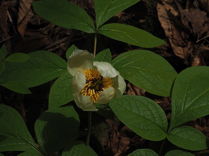 P4220130