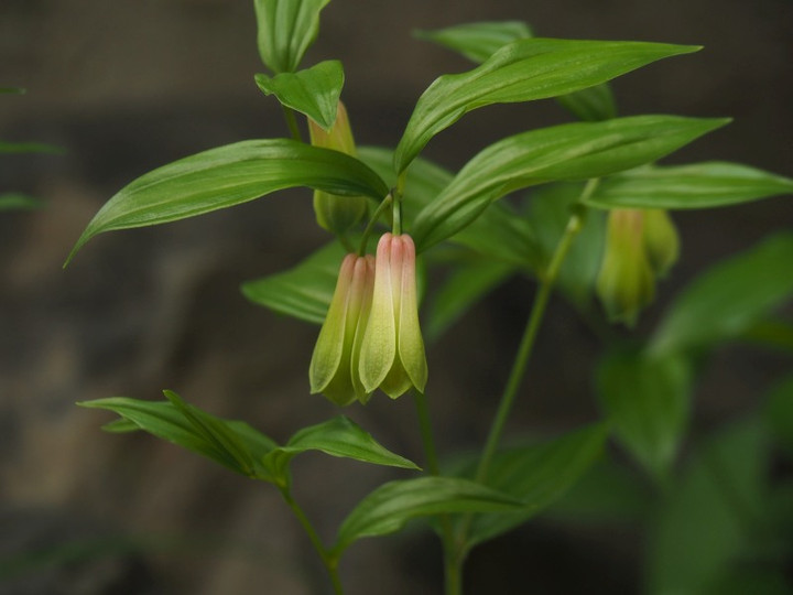P4230078