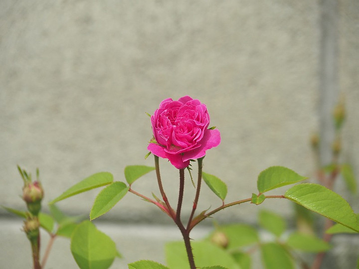 P4230109