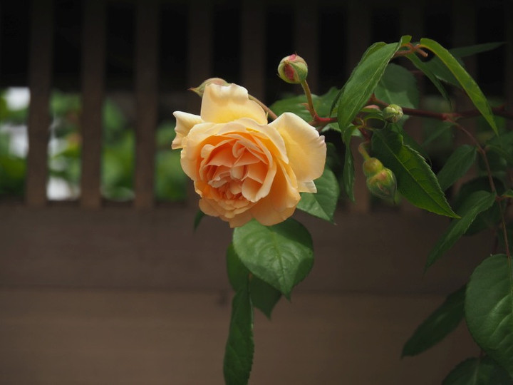 P4230121
