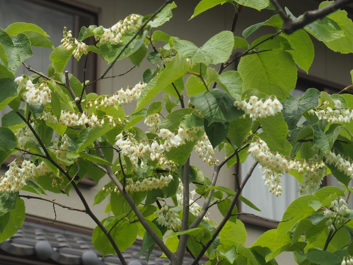 P4230122