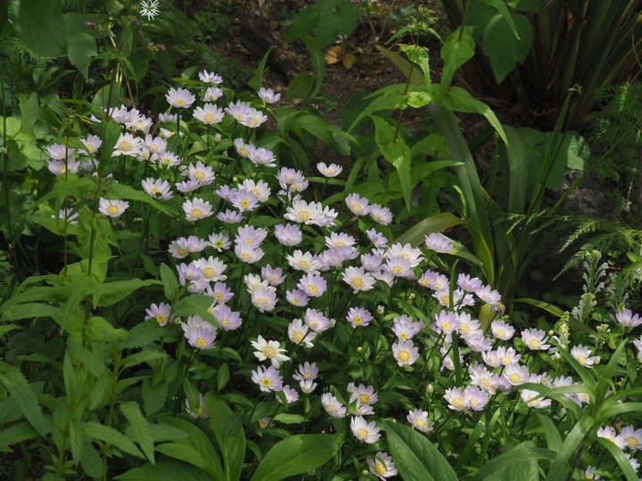 P4230125