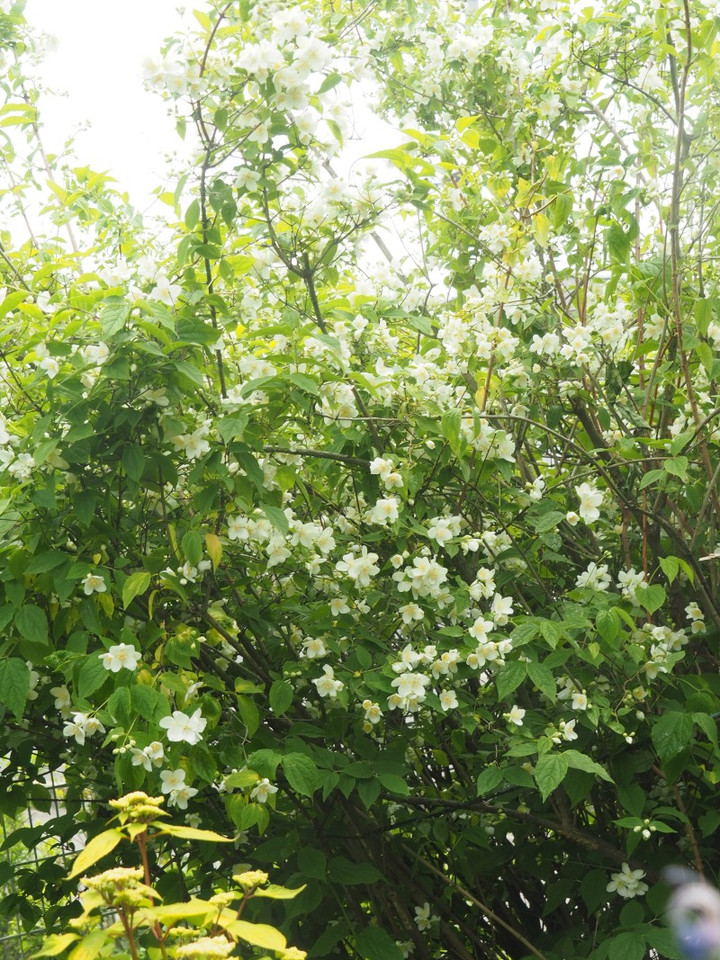 P4230130