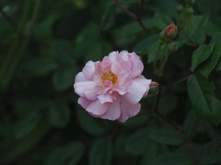 P4240134