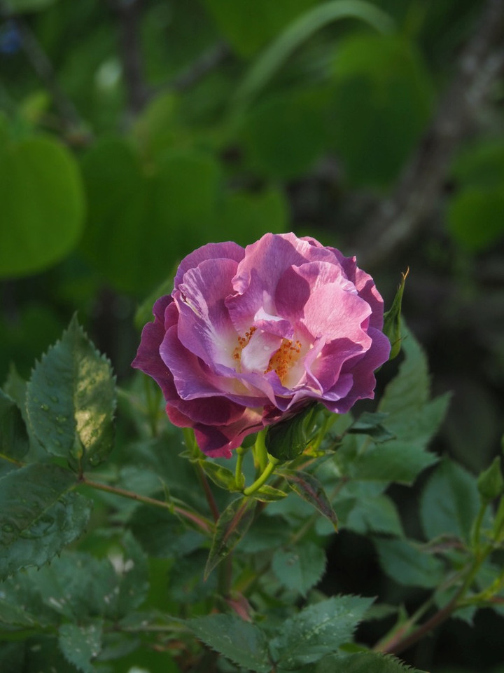 P4240136