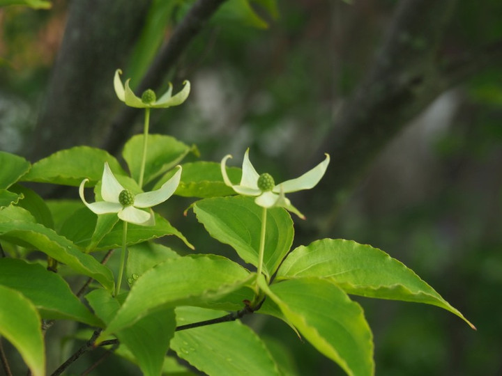 P4240139