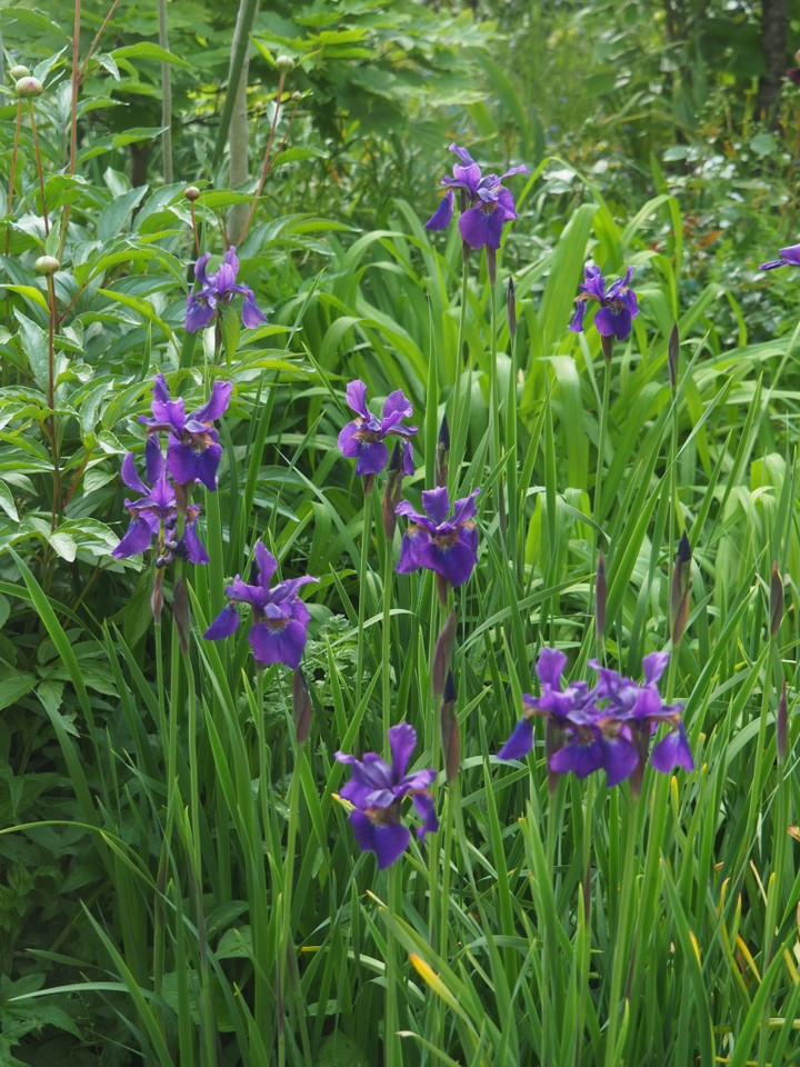 P4240150