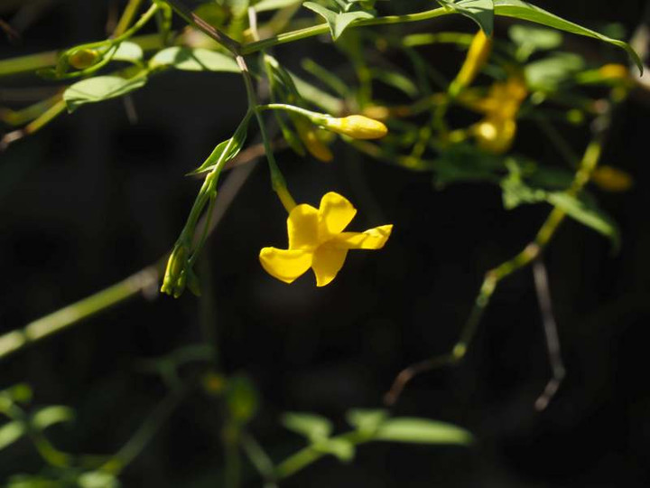 P4260725