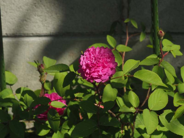 P4260738