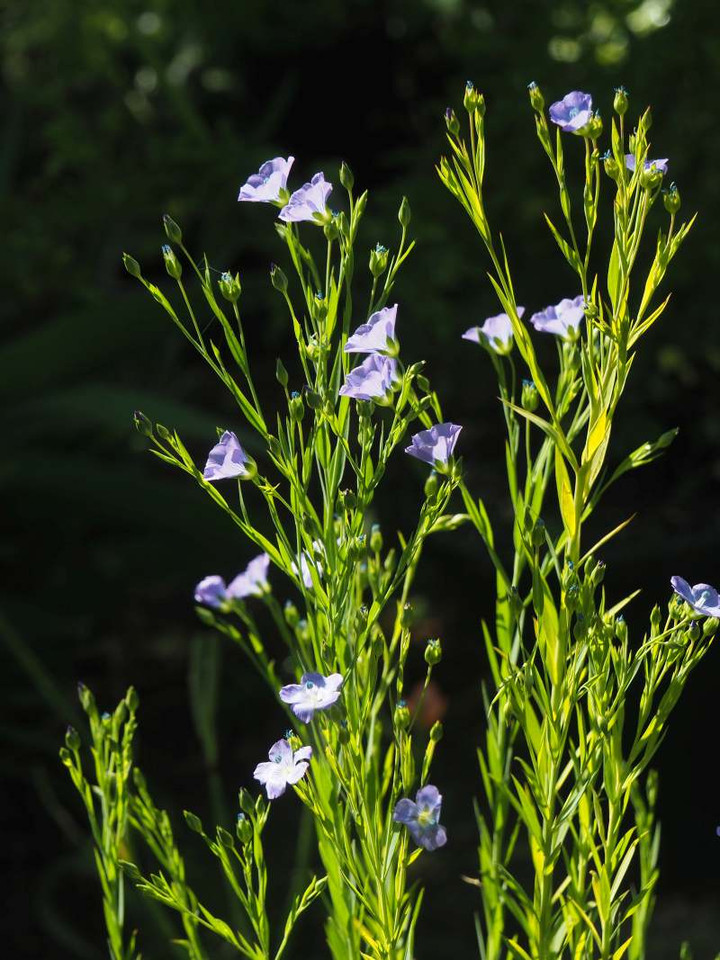 P4260743