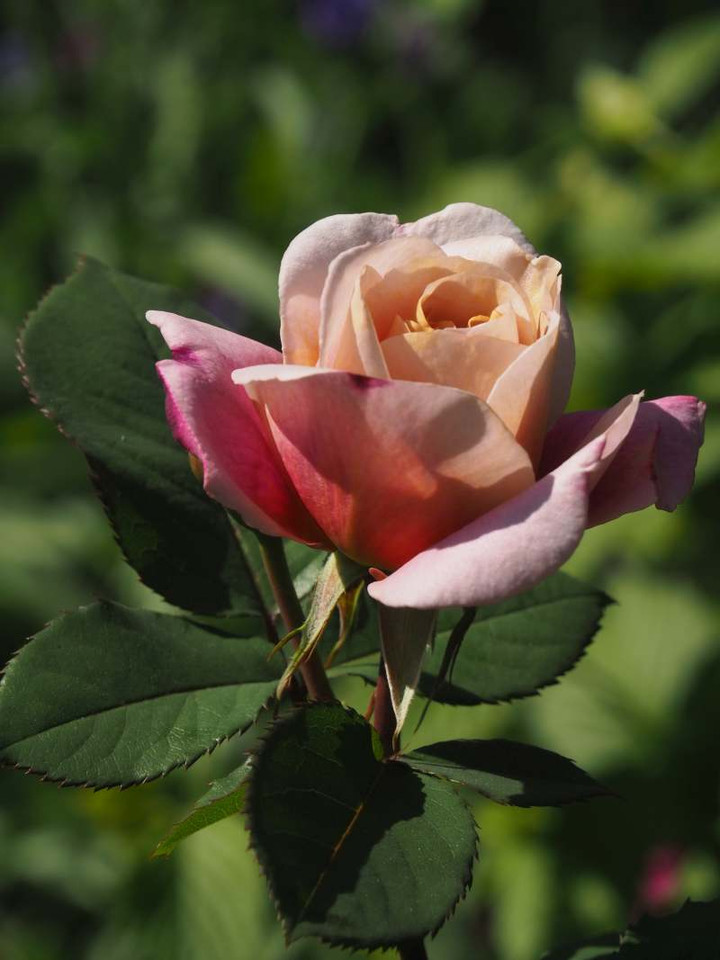 P4260745