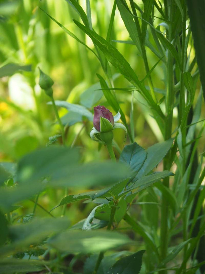 P4260747