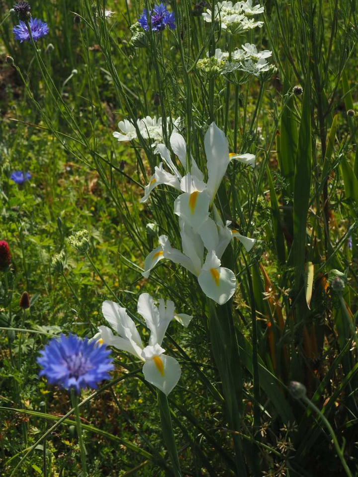 P4260773