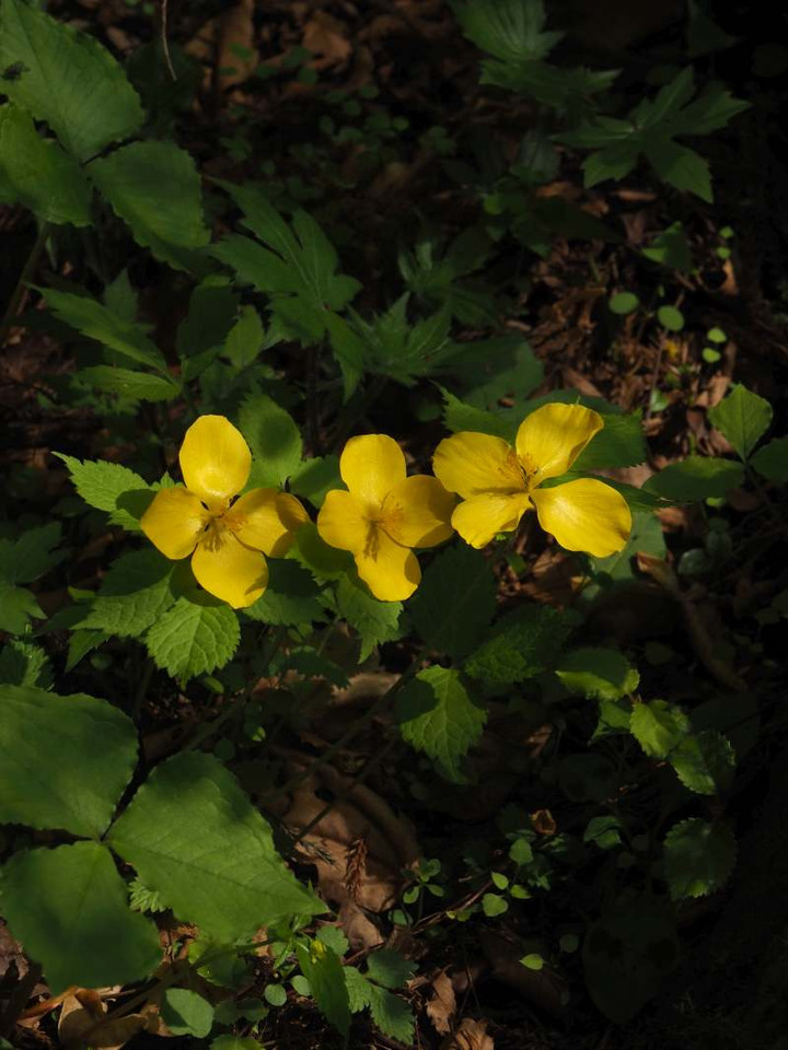 P4270922