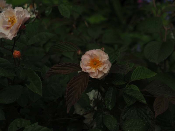 P4280793