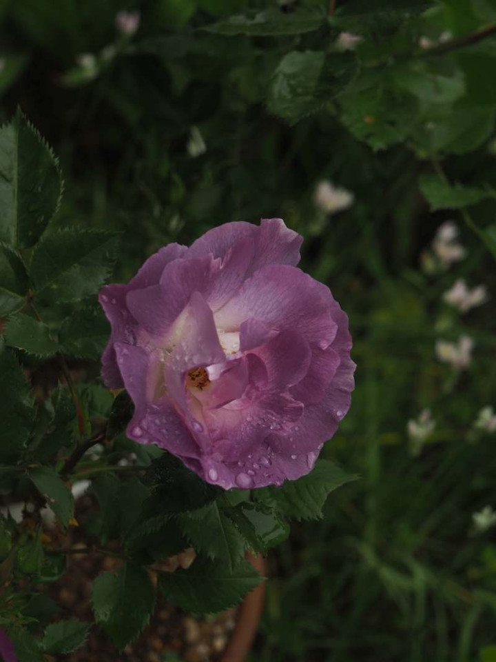 P4280799