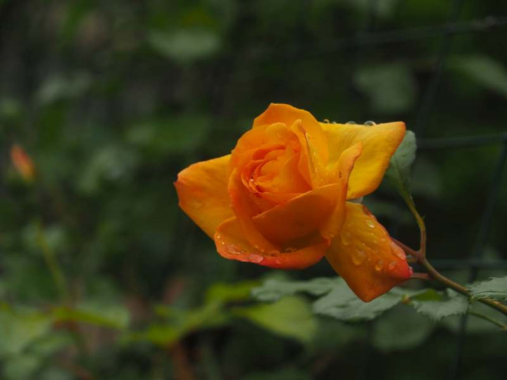 P4280803