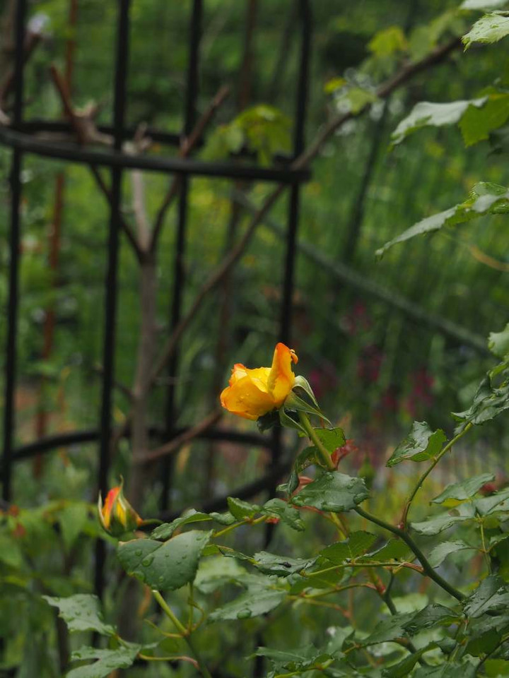 P4280805